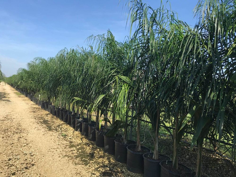 syagrus-romanzoffiana-queen-palm-cocos-plumosa