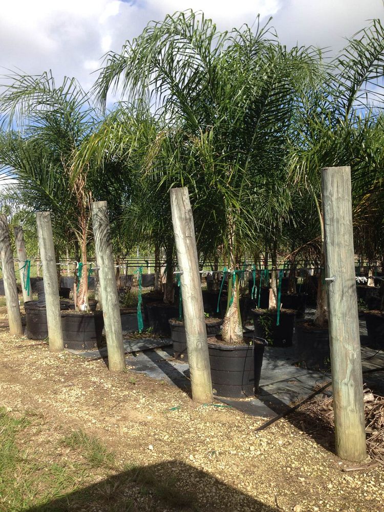 syagrus-romanzoffiana-queen-palm-cocos-plumosa
