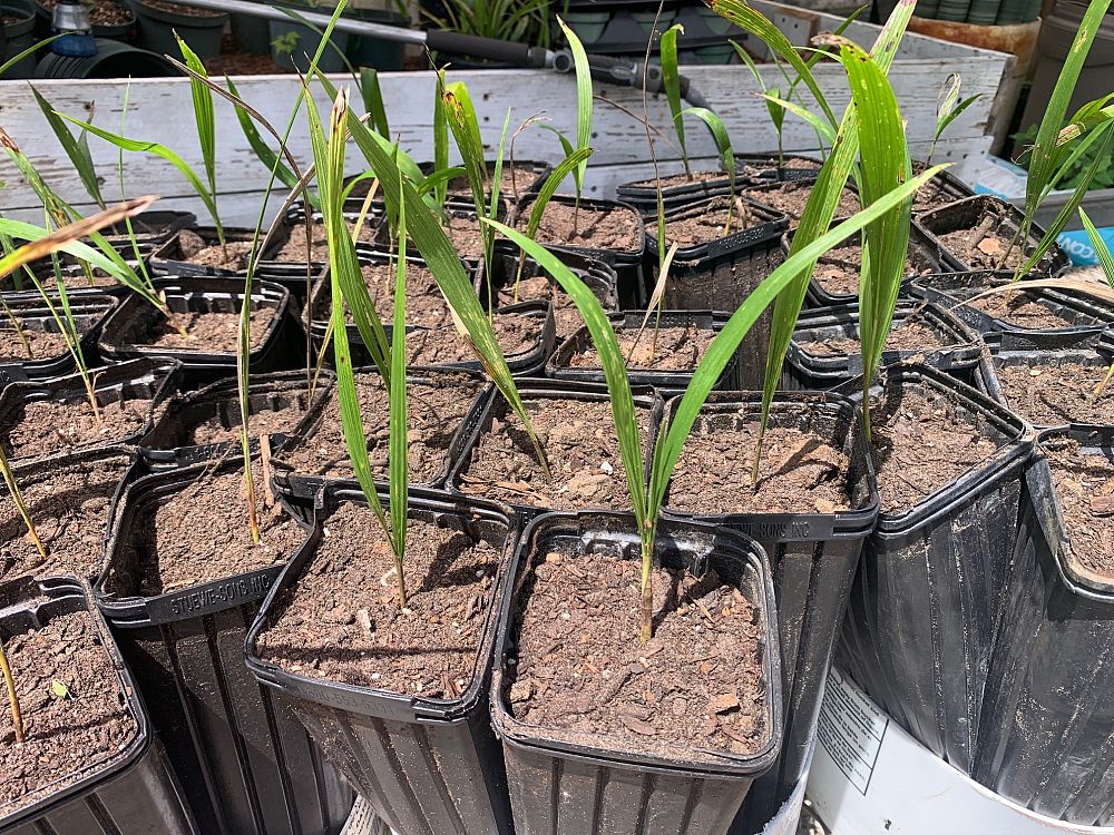 syagrus-romanzoffiana-queen-palm-cocos-plumosa