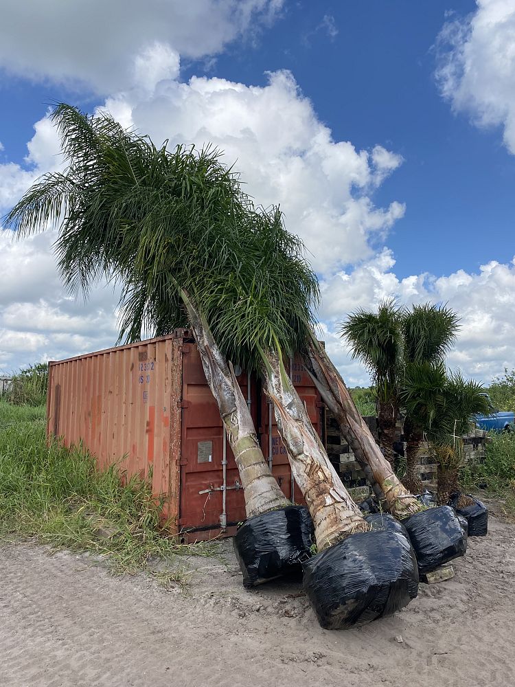 syagrus-romanzoffiana-queen-palm-cocos-plumosa