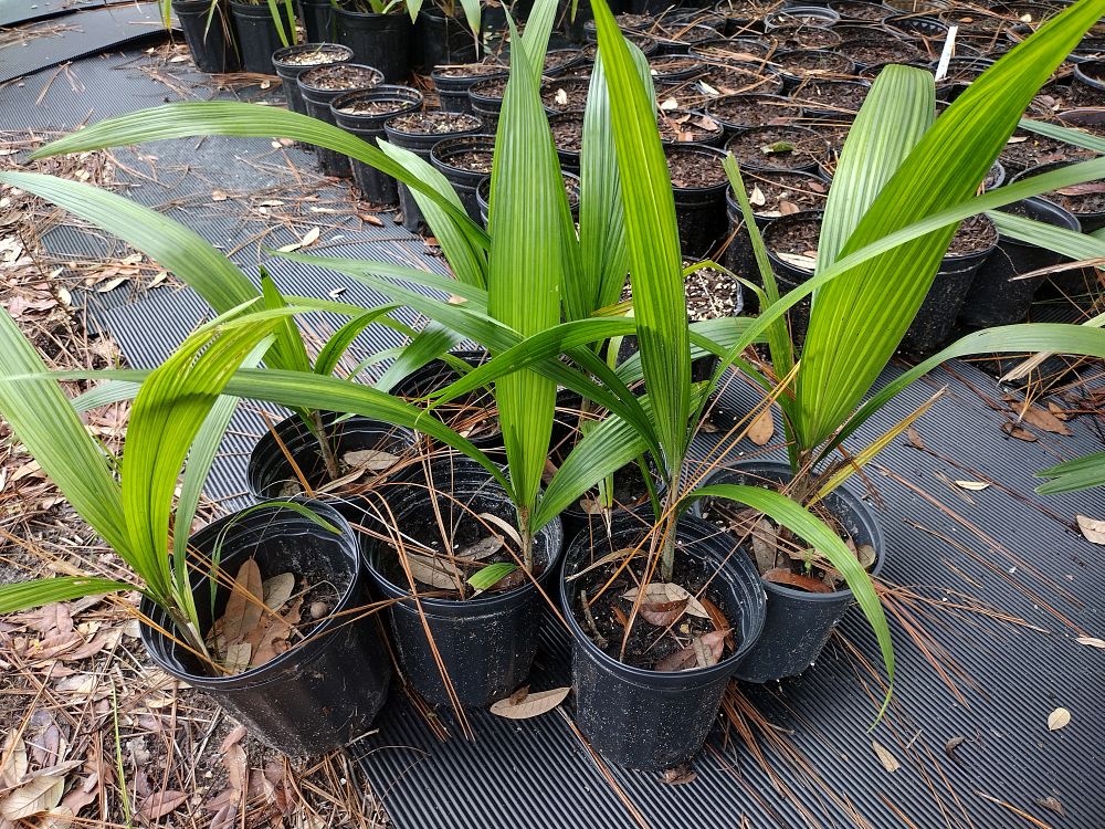 syagrus-romanzoffiana-queen-palm-cocos-plumosa
