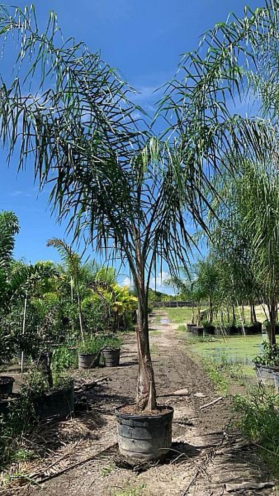 syagrus-romanzoffiana-queen-palm-cocos-plumosa