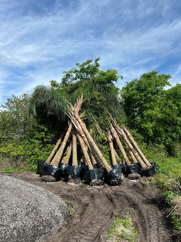 syagrus-romanzoffiana-queen-palm-cocos-plumosa