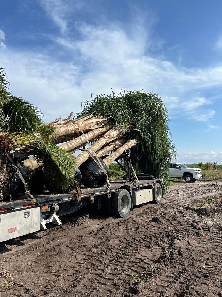 syagrus-romanzoffiana-queen-palm-cocos-plumosa