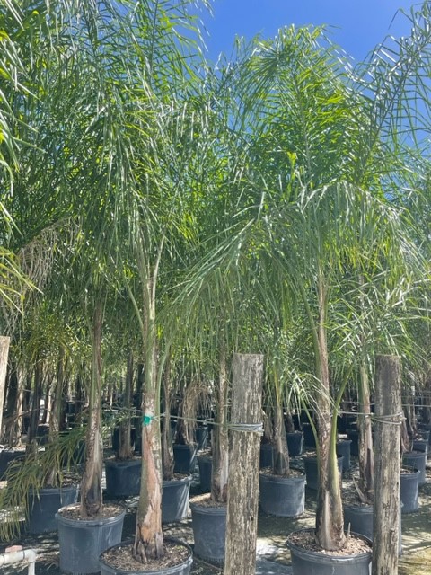 syagrus-romanzoffiana-queen-palm-cocos-plumosa