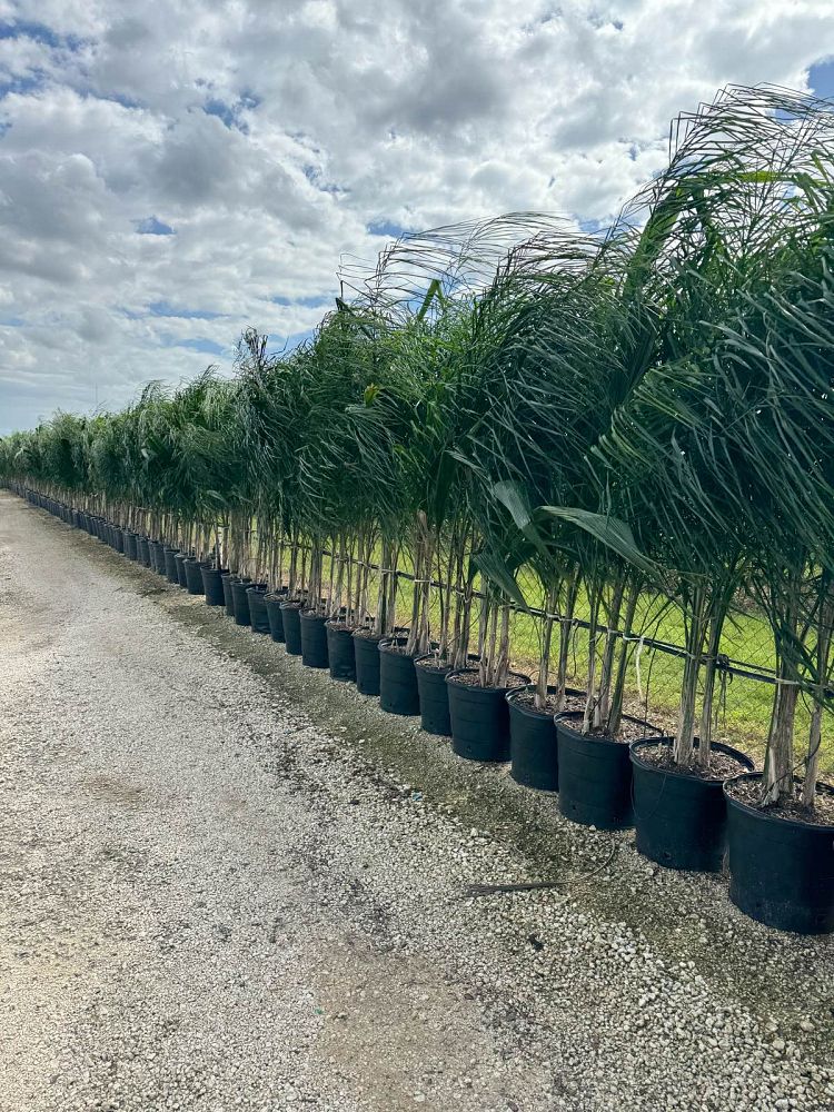 syagrus-romanzoffiana-queen-palm-cocos-plumosa