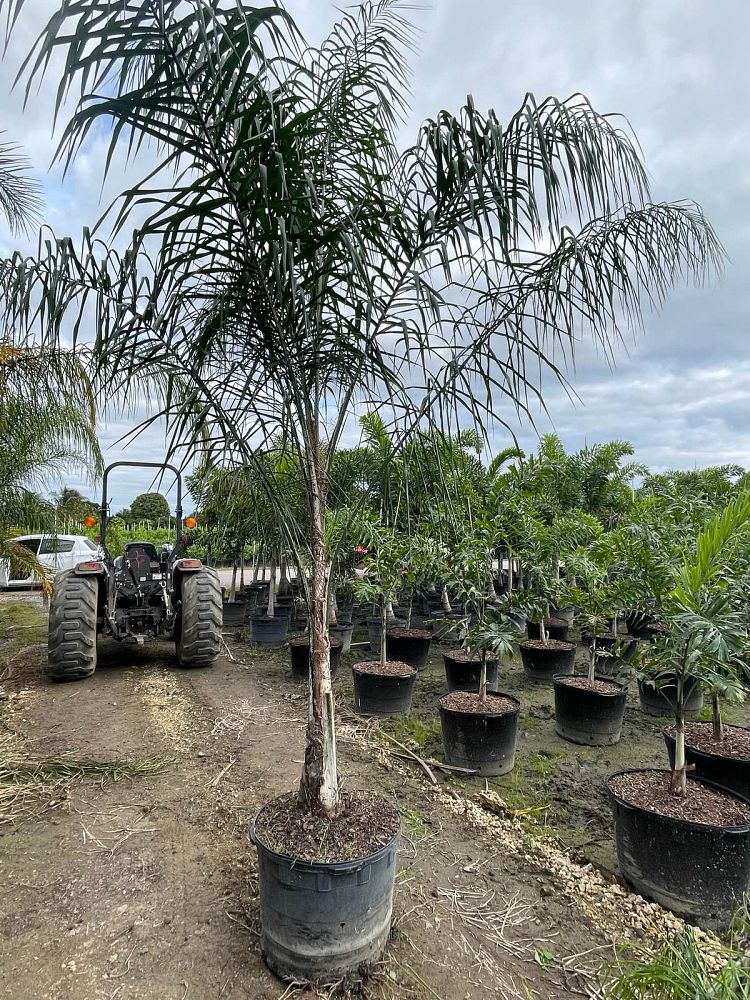 syagrus-romanzoffiana-queen-palm-cocos-plumosa