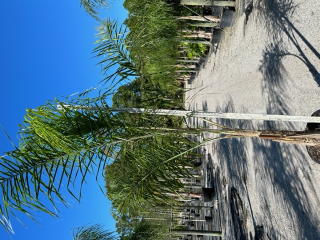 syagrus-romanzoffiana-queen-palm-cocos-plumosa