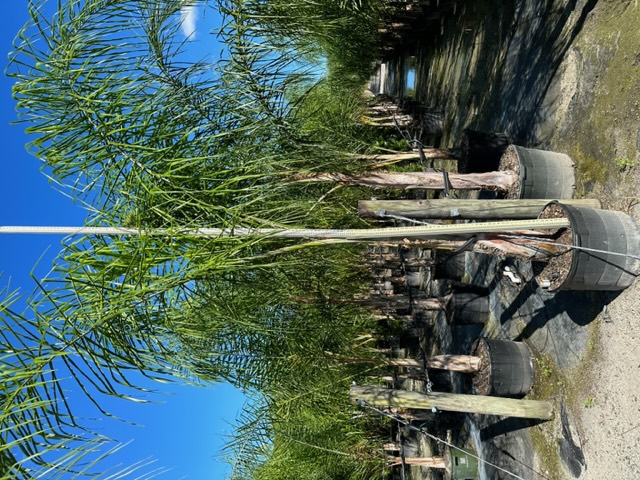 syagrus-romanzoffiana-queen-palm-cocos-plumosa