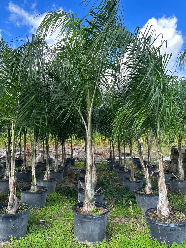 syagrus-romanzoffiana-queen-palm-cocos-plumosa