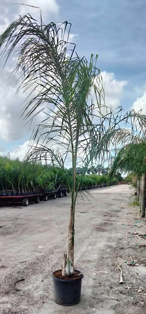 syagrus-romanzoffiana-queen-palm-cocos-plumosa