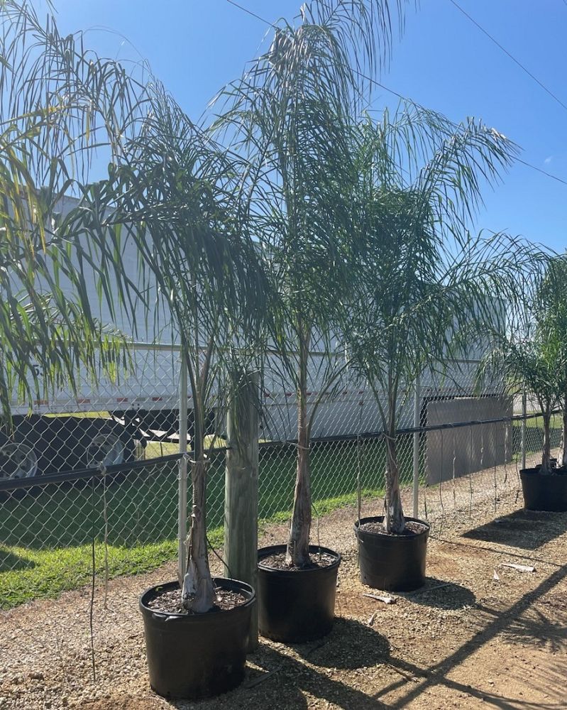 syagrus-romanzoffiana-queen-palm-cocos-plumosa