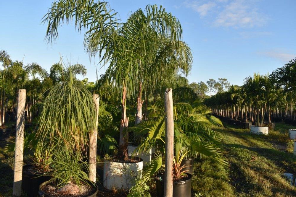 syagrus-romanzoffiana-queen-palm-cocos-plumosa