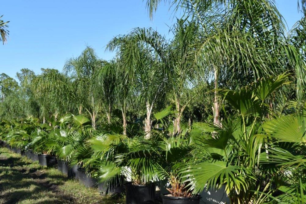 syagrus-romanzoffiana-queen-palm-cocos-plumosa