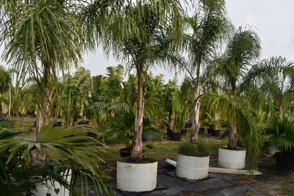 syagrus-romanzoffiana-queen-palm-cocos-plumosa