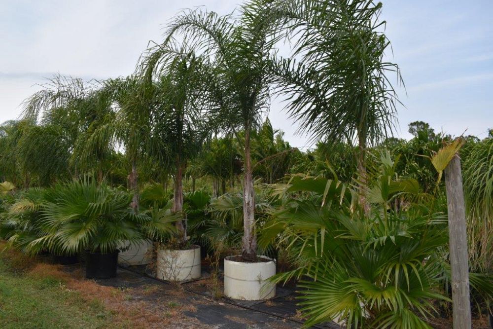 syagrus-romanzoffiana-queen-palm-cocos-plumosa
