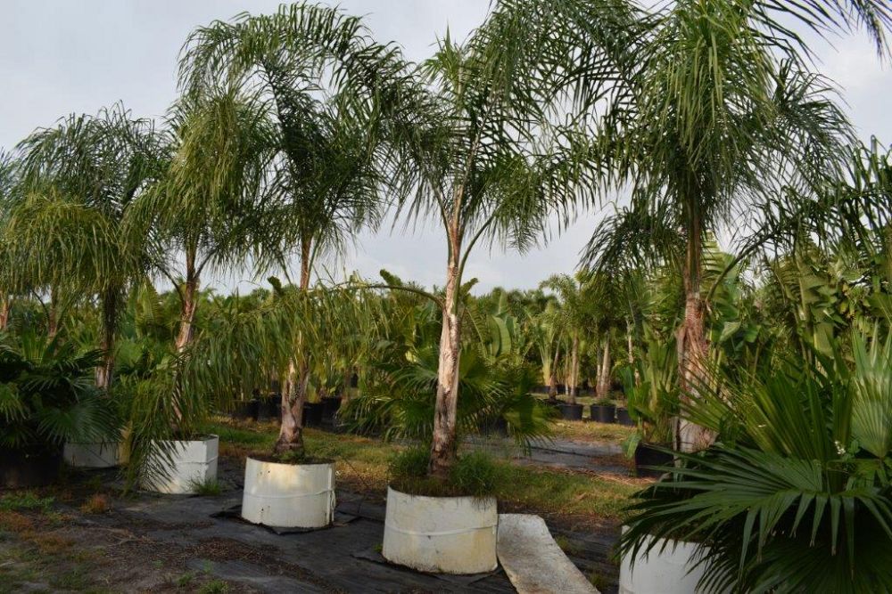 syagrus-romanzoffiana-queen-palm-cocos-plumosa