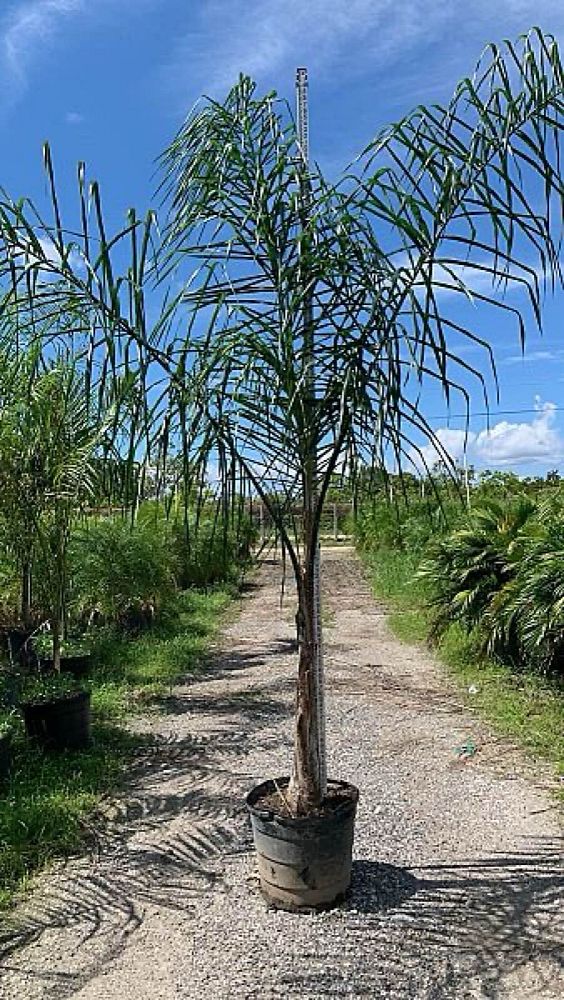 syagrus-romanzoffiana-queen-palm-cocos-plumosa