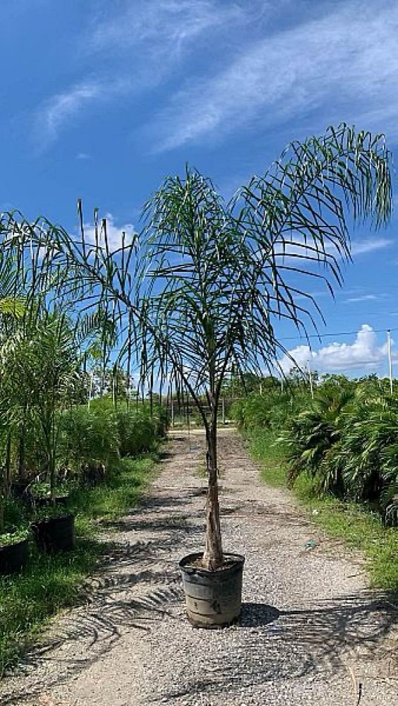 syagrus-romanzoffiana-queen-palm-cocos-plumosa
