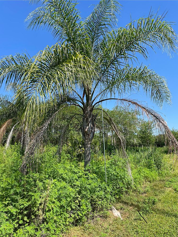 syagrus-romanzoffiana-queen-palm-cocos-plumosa