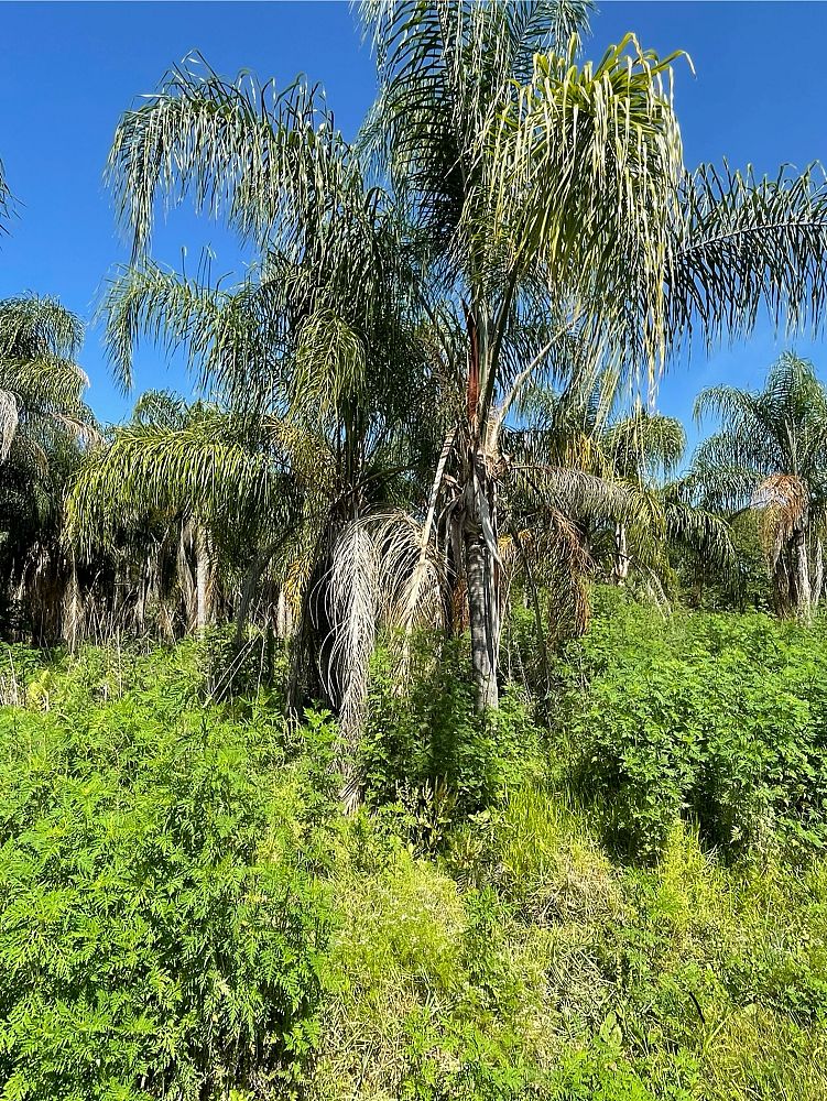 syagrus-romanzoffiana-queen-palm-cocos-plumosa