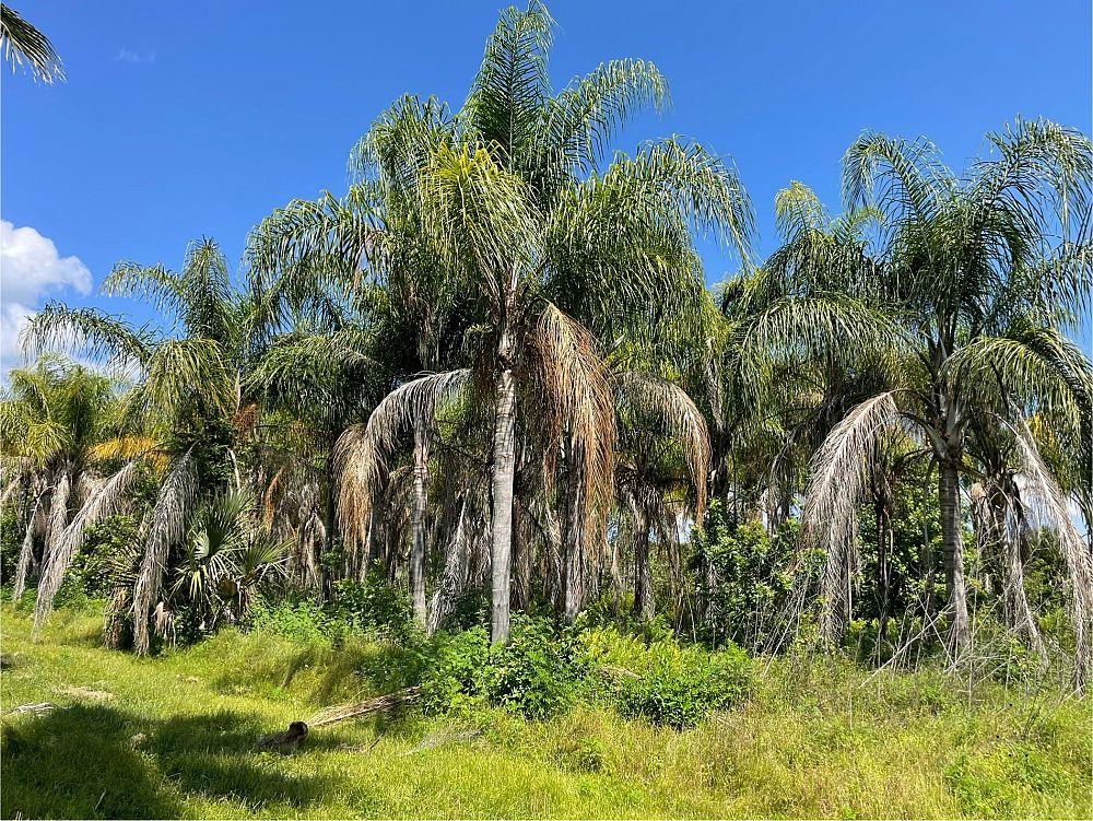 syagrus-romanzoffiana-queen-palm-cocos-plumosa