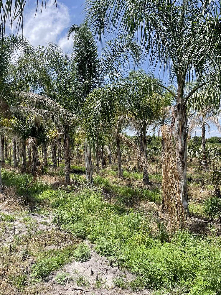 syagrus-romanzoffiana-queen-palm-cocos-plumosa
