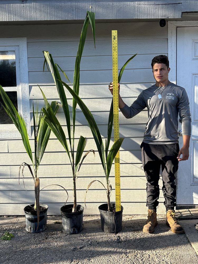syagrus-romanzoffiana-queen-palm-cocos-plumosa