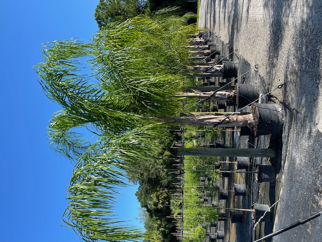 syagrus-romanzoffiana-queen-palm-cocos-plumosa