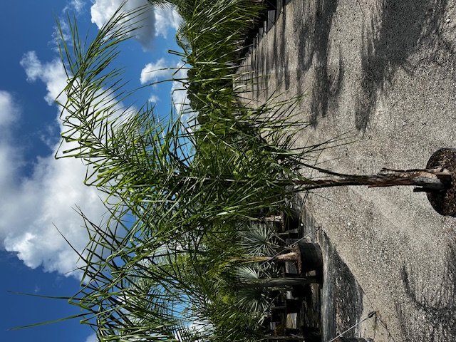 syagrus-romanzoffiana-queen-palm-cocos-plumosa