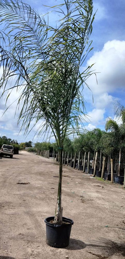 syagrus-romanzoffiana-queen-palm-cocos-plumosa