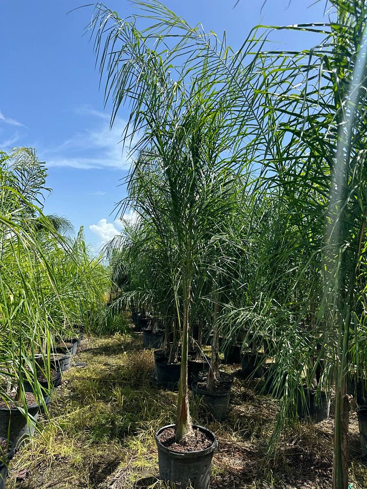 syagrus-romanzoffiana-queen-palm-cocos-plumosa