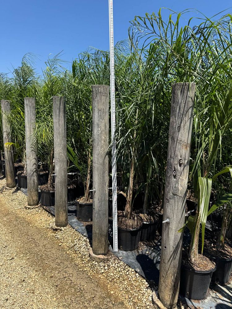 syagrus-romanzoffiana-queen-palm-cocos-plumosa