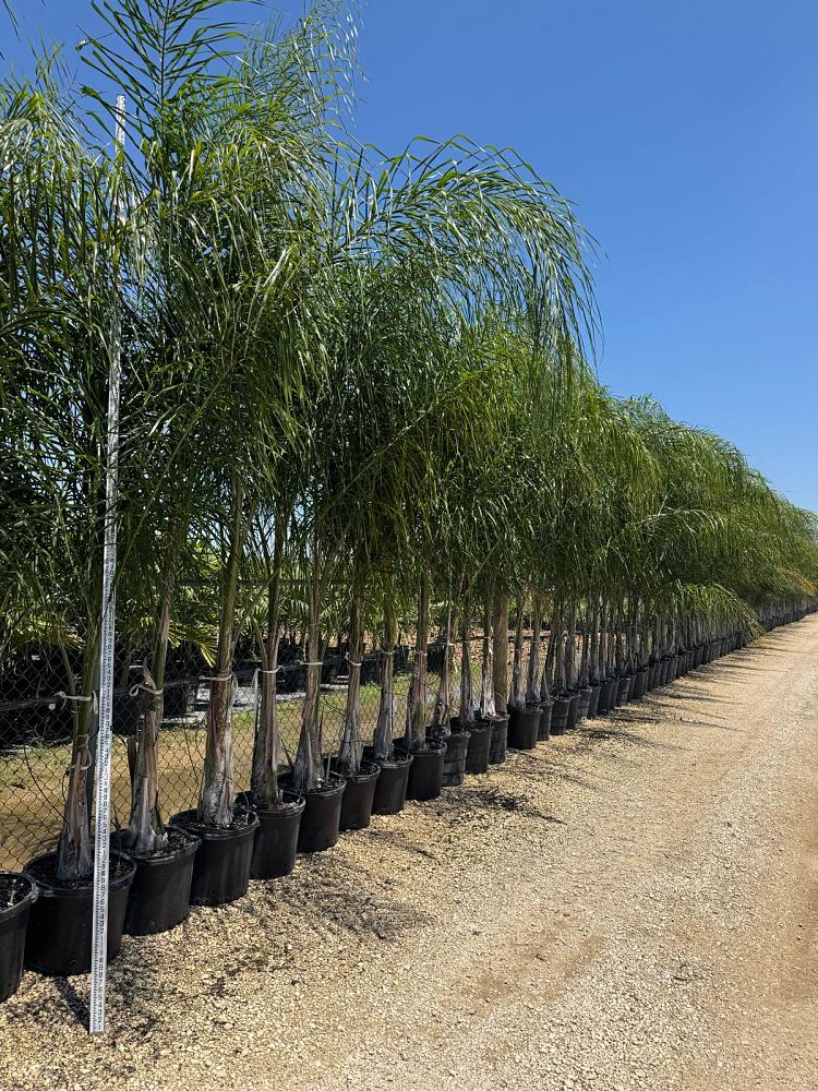 syagrus-romanzoffiana-queen-palm-cocos-plumosa