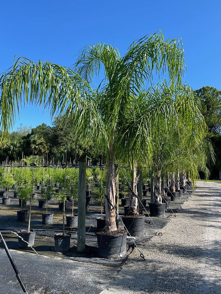 syagrus-romanzoffiana-queen-palm-cocos-plumosa