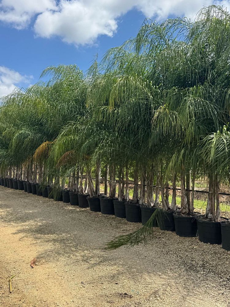 syagrus-romanzoffiana-queen-palm-cocos-plumosa