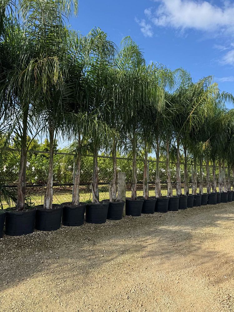 syagrus-romanzoffiana-queen-palm-cocos-plumosa