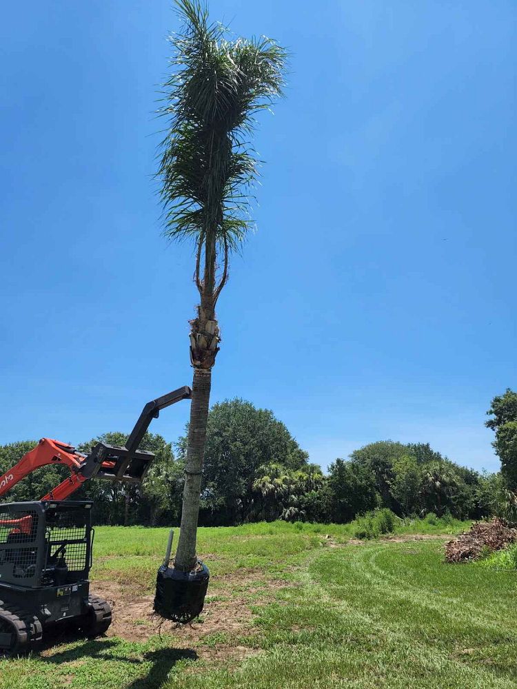 syagrus-romanzoffiana-queen-palm-cocos-plumosa