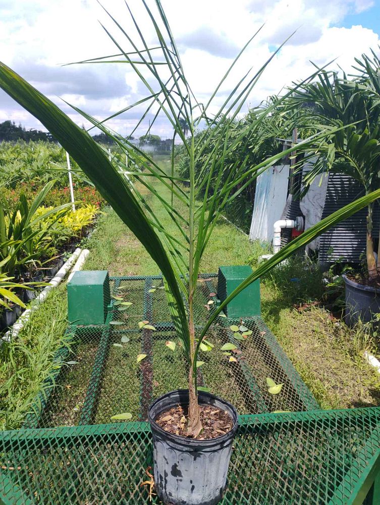 syagrus-romanzoffiana-queen-palm-cocos-plumosa