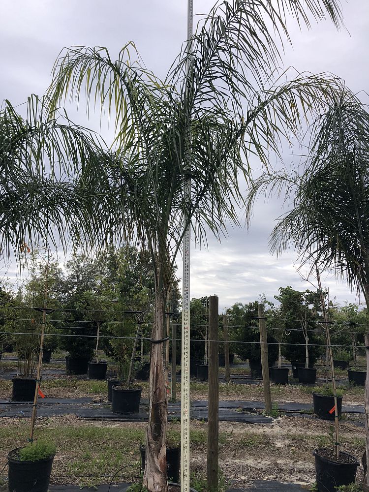syagrus-romanzoffiana-queen-palm-cocos-plumosa