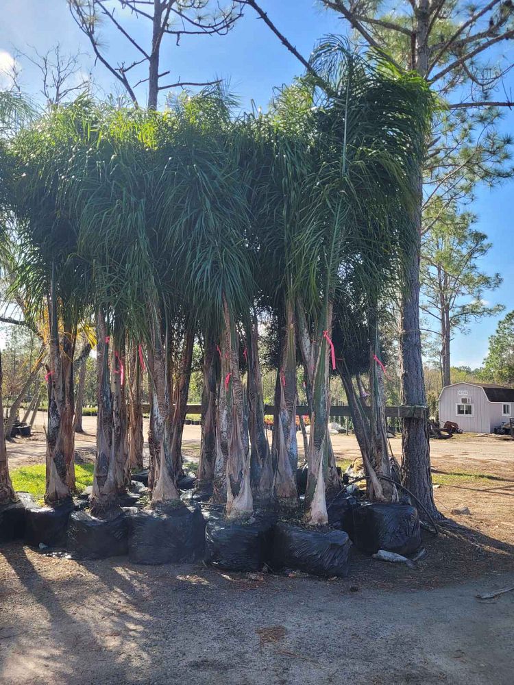 syagrus-romanzoffiana-queen-palm-cocos-plumosa
