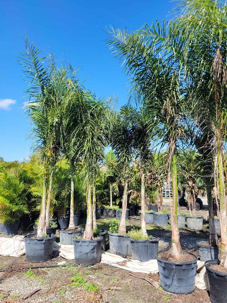 syagrus-romanzoffiana-queen-palm-cocos-plumosa
