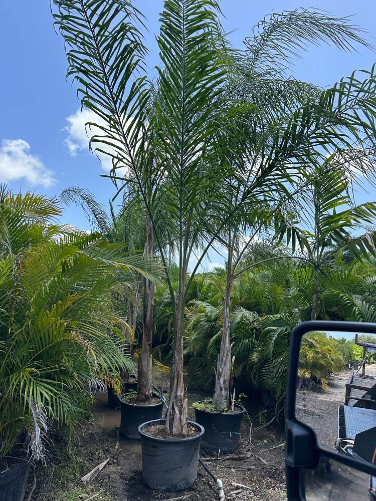 syagrus-romanzoffiana-queen-palm-cocos-plumosa