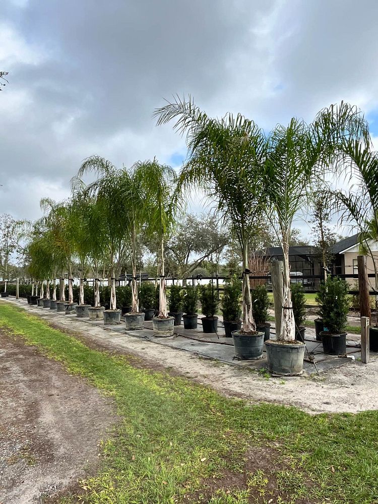 syagrus-romanzoffiana-queen-palm-cocos-plumosa