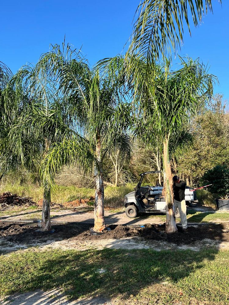 syagrus-romanzoffiana-queen-palm-cocos-plumosa