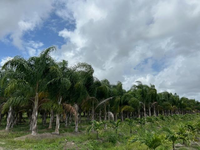 syagrus-romanzoffiana-queen-palm-cocos-plumosa