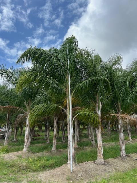 syagrus-romanzoffiana-queen-palm-cocos-plumosa