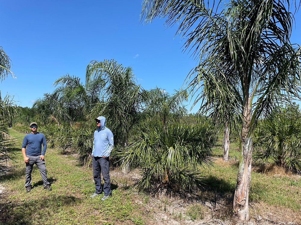 syagrus-romanzoffiana-queen-palm-cocos-plumosa