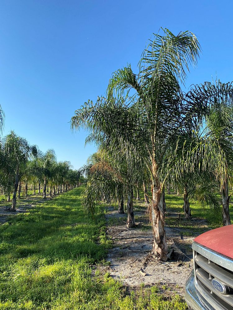 syagrus-romanzoffiana-queen-palm-cocos-plumosa