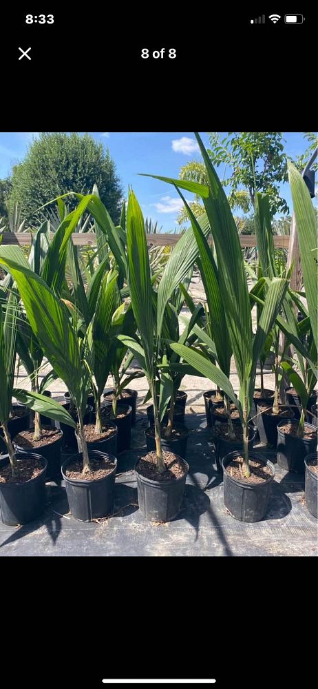 syagrus-romanzoffiana-queen-palm-cocos-plumosa